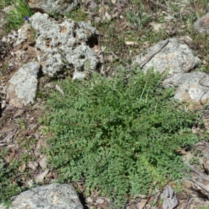 Sanguisorba minor at Symonston, ACT - 27 Sep 2020