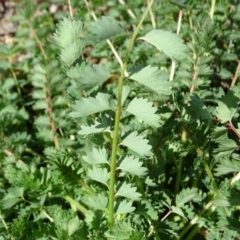 Sanguisorba minor at Symonston, ACT - 27 Sep 2020