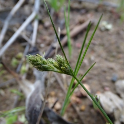 Carex inversa (Knob Sedge) at Symonston, ACT - 27 Sep 2020 by Mike