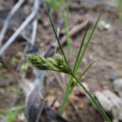 Carex inversa (Knob Sedge) at Isaacs Ridge and Nearby - 27 Sep 2020 by Mike