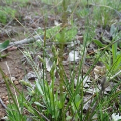 Carex inversa at Symonston, ACT - 27 Sep 2020 12:08 PM