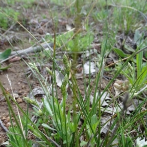 Carex inversa at Symonston, ACT - 27 Sep 2020