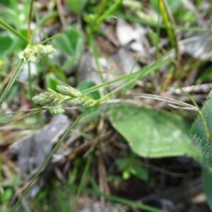 Carex inversa at Symonston, ACT - 27 Sep 2020 12:08 PM