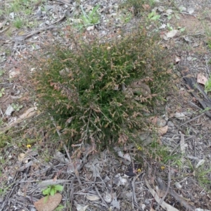 Bossiaea buxifolia at Symonston, ACT - 27 Sep 2020