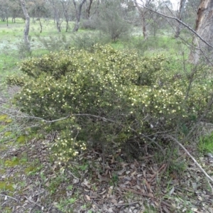 Acacia ulicifolia at Symonston, ACT - 27 Sep 2020 11:53 AM