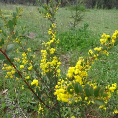 Acacia buxifolia subsp. buxifolia (Box-leaf Wattle) at Isaacs Ridge and Nearby - 27 Sep 2020 by Mike