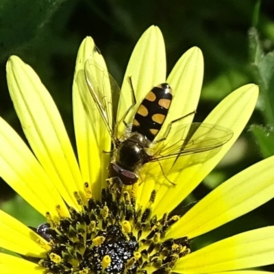 Melangyna viridiceps (Hover fly) at Jerrabomberra, ACT - 27 Sep 2020 by Mike