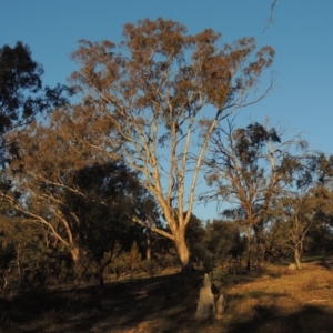 Eucalyptus melliodora at Chisholm, ACT - 30 May 2020