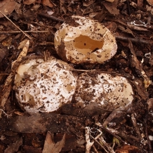 Ileodictyon gracile at Macquarie, ACT - 27 Sep 2020