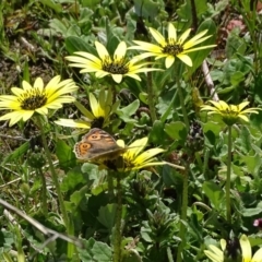 Junonia villida (Meadow Argus) at Isaacs Ridge and Nearby - 27 Sep 2020 by Mike