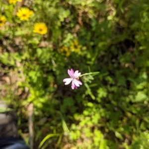 Petrorhagia sp. at Springdale Heights, NSW - 28 Sep 2020