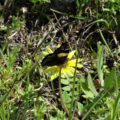 Vanessa itea (Yellow Admiral) at Isaacs Ridge and Nearby - 27 Sep 2020 by Mike