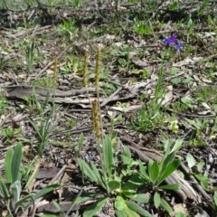 Plantago varia (Native Plaintain) at Isaacs Ridge and Nearby - 27 Sep 2020 by Mike