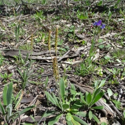 Plantago varia (Native Plaintain) at Isaacs Ridge and Nearby - 27 Sep 2020 by Mike