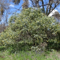 Acacia baileyana (Cootamundra Wattle, Golden Mimosa) at Isaacs Ridge Offset Area - 27 Sep 2020 by Mike