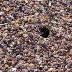 Iridomyrmex purpureus (Meat Ant) at Isaacs Ridge Offset Area - 27 Sep 2020 by Mike