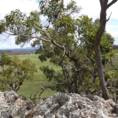 Acacia implexa (Hickory Wattle, Lightwood) at Crace Grasslands - 27 Sep 2020 by Dibble