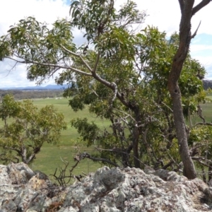 Acacia implexa at Lyneham, ACT - 27 Sep 2020