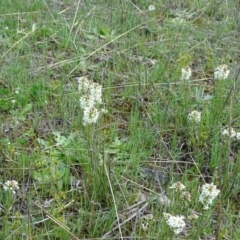 Stackhousia monogyna (Creamy Candles) at Isaacs Ridge Offset Area - 27 Sep 2020 by Mike