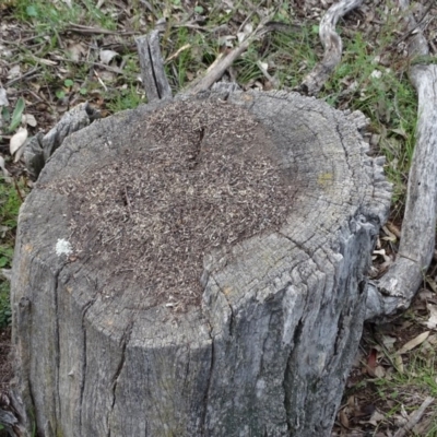 Papyrius nitidus (Shining Coconut Ant) at Jerrabomberra, ACT - 27 Sep 2020 by Mike