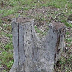 Papyrius nitidus at Jerrabomberra, ACT - suppressed