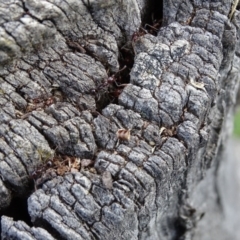 Papyrius nitidus at Jerrabomberra, ACT - suppressed