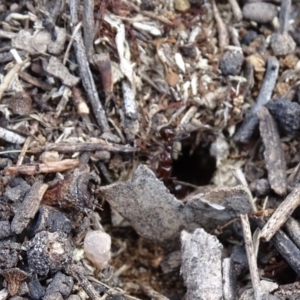 Papyrius nitidus at Jerrabomberra, ACT - suppressed