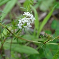 Asperula sp. (A Woodruff) at Isaacs Ridge Offset Area - 27 Sep 2020 by Mike