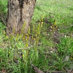 Bulbine bulbosa (Golden Lily) at Isaacs Ridge and Nearby - 27 Sep 2020 by Mike