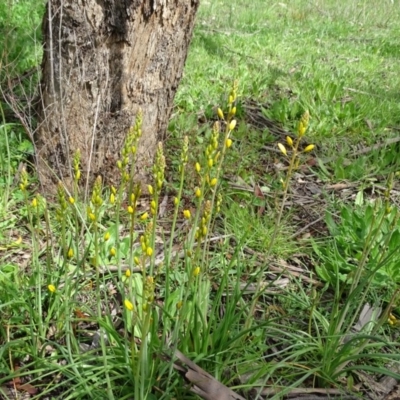 Bulbine bulbosa (Golden Lily) at Isaacs Ridge Offset Area - 27 Sep 2020 by Mike