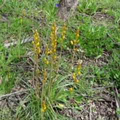 Bulbine bulbosa at Jerrabomberra, ACT - 27 Sep 2020