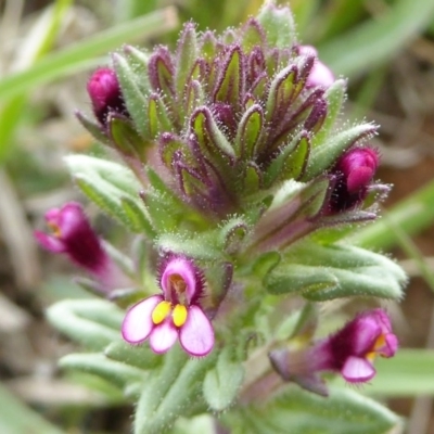 Parentucellia latifolia (Red Bartsia) at Crace Grasslands - 27 Sep 2020 by Dibble