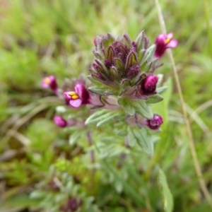 Parentucellia latifolia at Mitchell, ACT - 27 Sep 2020