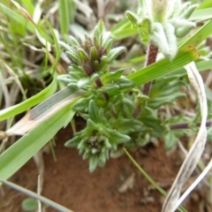 Parentucellia latifolia at Mitchell, ACT - 27 Sep 2020