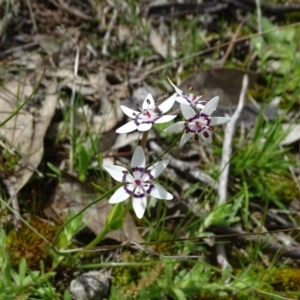 Wurmbea dioica subsp. dioica at Jerrabomberra, ACT - 27 Sep 2020