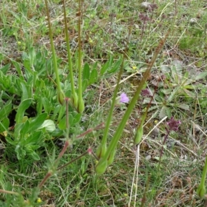 Erodium botrys at Isaacs Ridge Offset Area - 27 Sep 2020