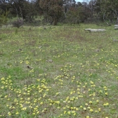 Arctotheca calendula (Capeweed, Cape Dandelion) at Jerrabomberra, ACT - 27 Sep 2020 by Mike