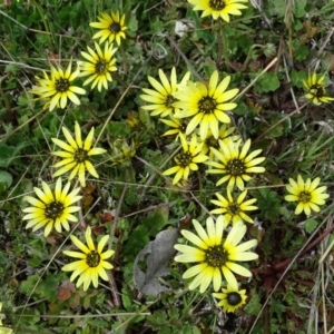 Arctotheca calendula at Isaacs Ridge Offset Area - 27 Sep 2020