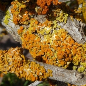 Xanthoria sp. at Lyneham, ACT - 27 Sep 2020 12:29 PM