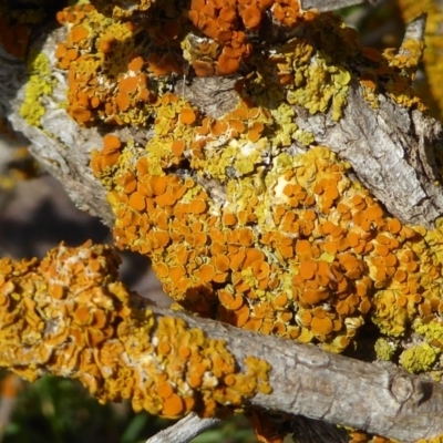 Xanthoria sp. (A lichen) at Crace Grasslands - 27 Sep 2020 by Dibble