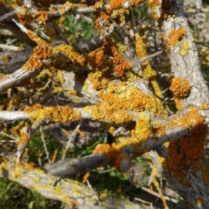 Xanthoria sp. at Lyneham, ACT - 27 Sep 2020