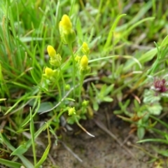 Cicendia quadrangularis (Oregon Timwort) at Isaacs Ridge and Nearby - 27 Sep 2020 by Mike