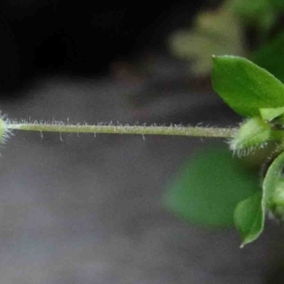 Unverified Other Wildflower or Herb at Dryandra St Woodland - 26 Sep 2020 by ConBoekel