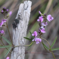 Glycine clandestina (Twining Glycine) at O'Connor, ACT - 26 Sep 2020 by ConBoekel