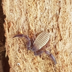 Conicochernes sp. (genus) (Chernetid Pseudoscorpion) at Collector, NSW - 27 Sep 2020 by trevorpreston