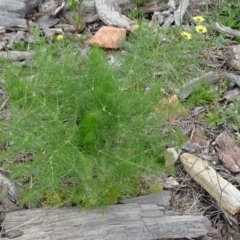 Foeniculum vulgare (Fennel) at Isaacs Ridge Offset Area - 27 Sep 2020 by Mike