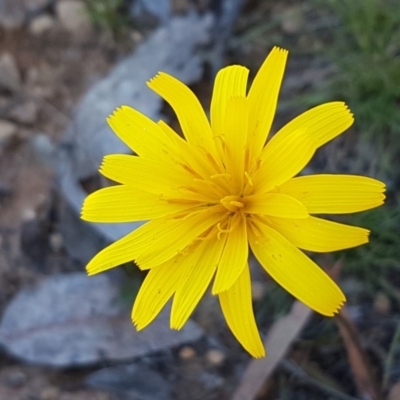 Microseris walteri (Yam Daisy, Murnong) at Collector, NSW - 28 Sep 2020 by trevorpreston