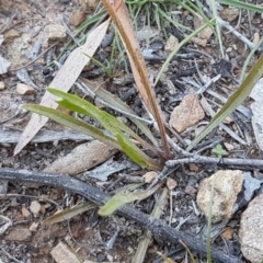 Microseris walteri at Collector, NSW - 28 Sep 2020