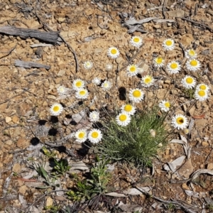 Leucochrysum albicans subsp. tricolor at Collector, NSW - 28 Sep 2020