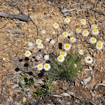 Leucochrysum albicans subsp. tricolor (Hoary Sunray) at Collector, NSW - 28 Sep 2020 by trevorpreston